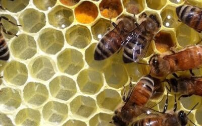 Turning your team into a hive of productivity