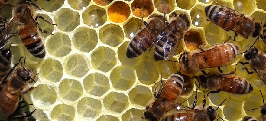 Turning your team into a hive of productivity