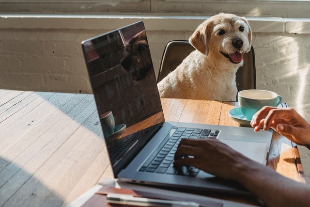 Person sitting with dog and making website updates