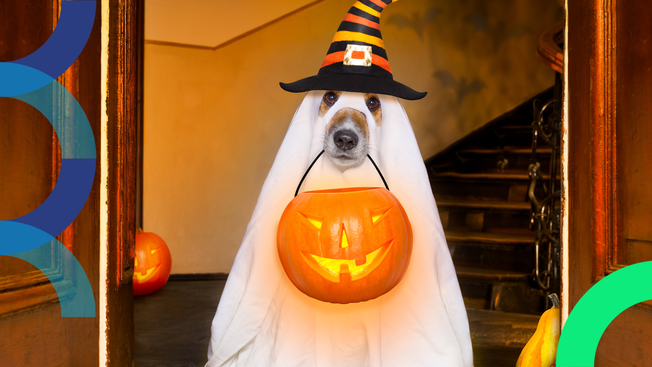 Dog in a costume