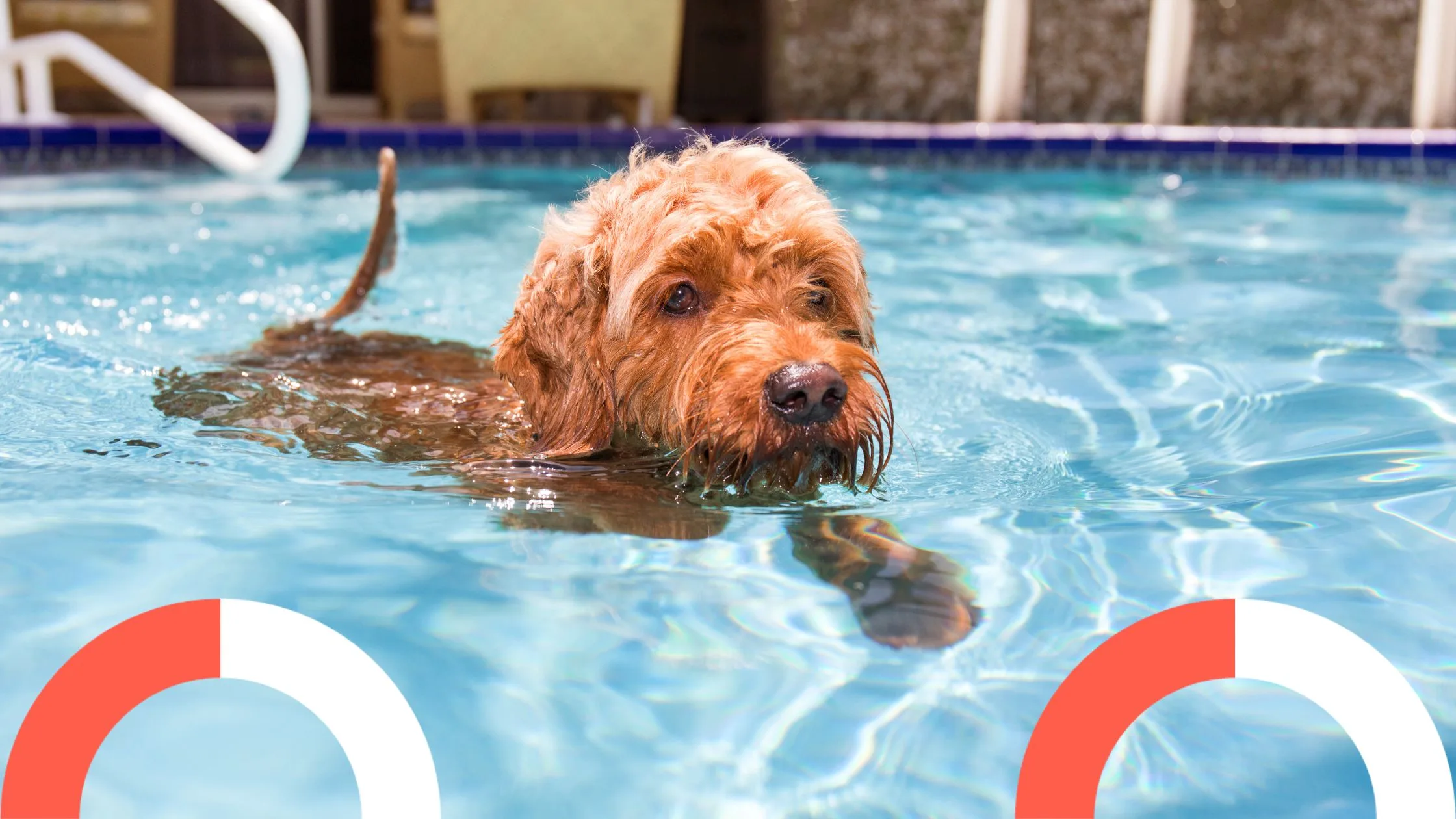 A dog in a pool